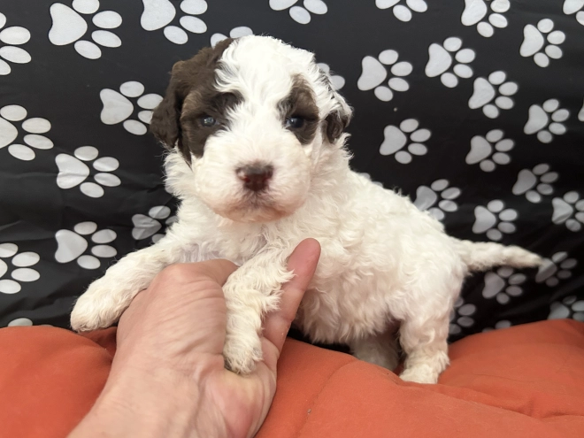 Lagotto Romagnolo puppy for sale