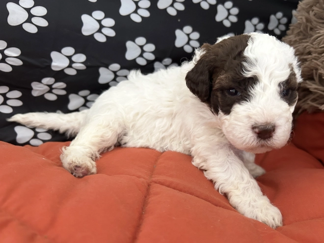 Lagotto Romagnolo puppy for sale