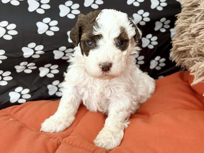 Lagotto Romagnolo puppy for sale