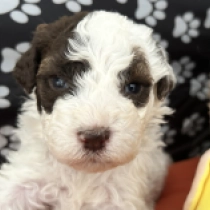 Viola, white with markings Lagotto Romagnolo for sale