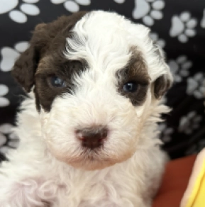 Lagotto Romagnolo puppy for sale