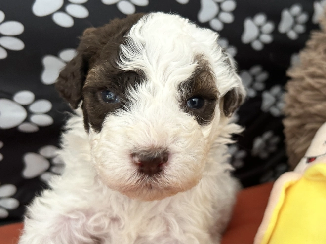 Lagotto Romagnolo puppy for sale