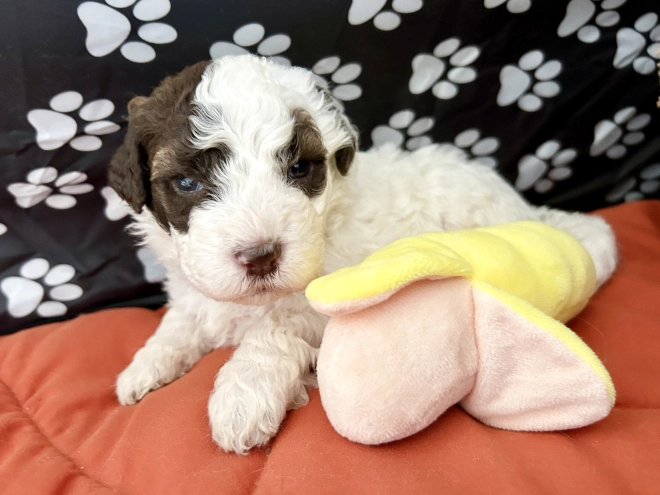 Lagotto Romagnolo puppy for sale