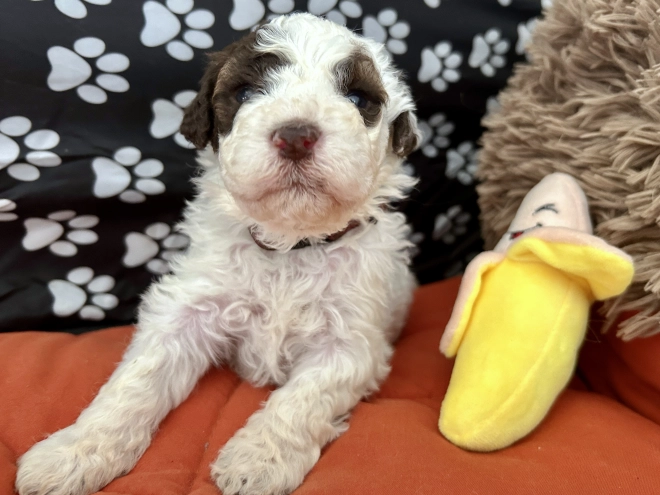 Lagotto Romagnolo puppy for sale