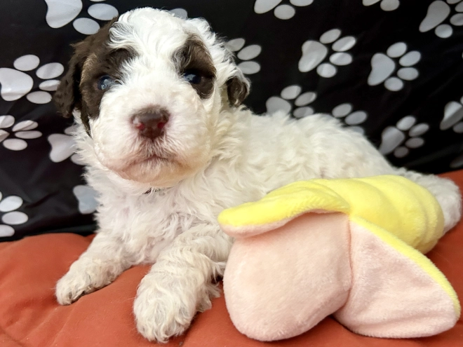 Lagotto Romagnolo puppy for sale