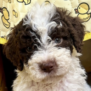 Lagotto Romagnolo puppy for sale