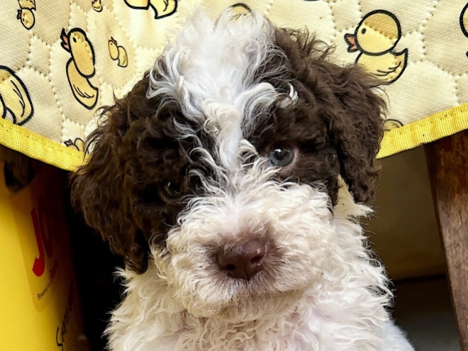 Lagotto Romagnolo puppy for sale