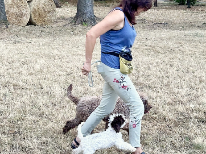 Lagotto Romagnolo puppy for sale
