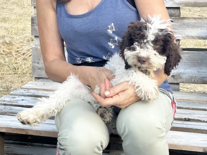 Lagotto Romagnolo puppy for sale
