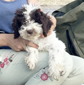 Lagotto Romagnolo puppy for sale