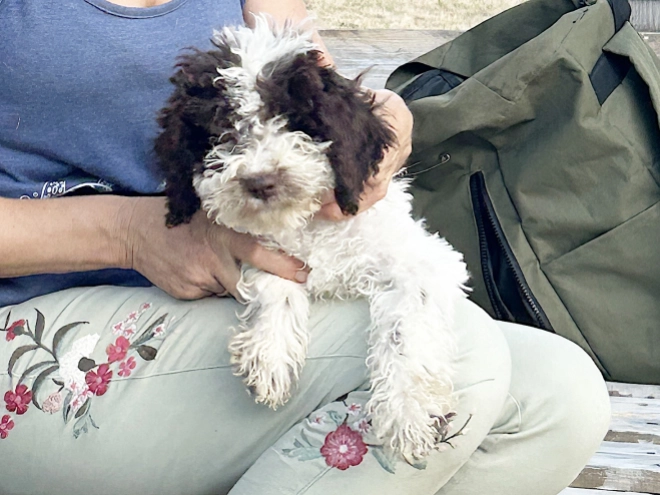 Lagotto Romagnolo puppy for sale