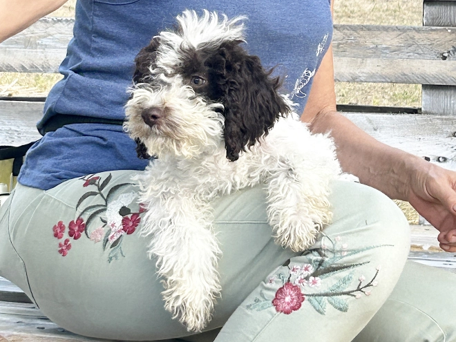 Lagotto Romagnolo puppy for sale