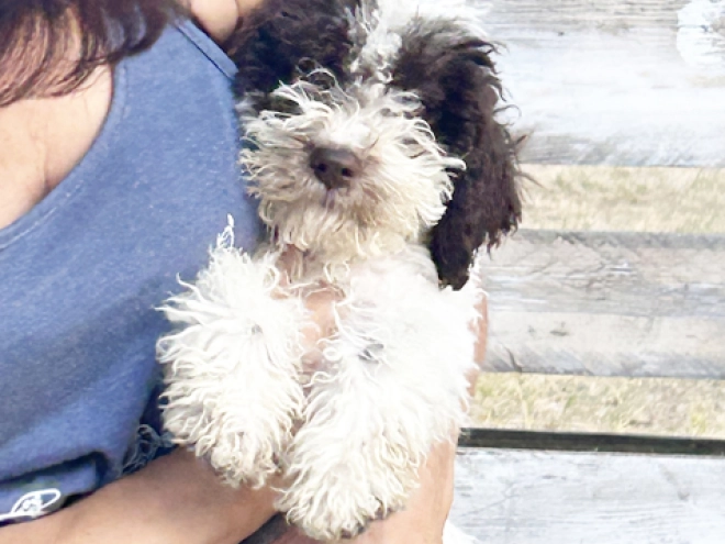 Lagotto Romagnolo puppy for sale