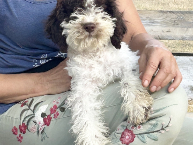 Lagotto Romagnolo puppy for sale