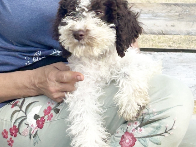 Lagotto Romagnolo puppy for sale