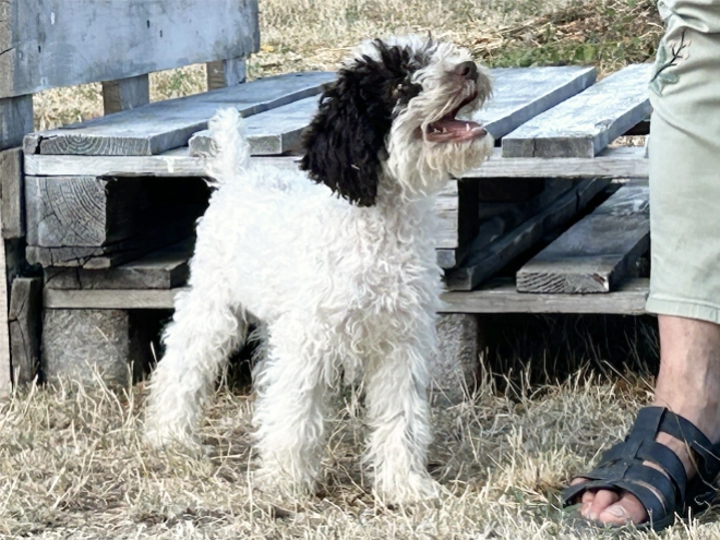 Lagotto Romagnolo puppy for sale