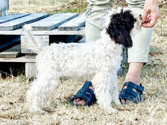 Lagotto Romagnolo puppy for sale