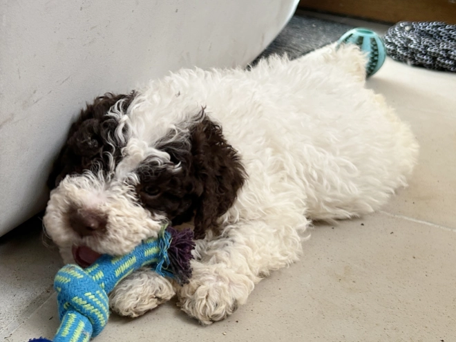 Lagotto Romagnolo puppy for sale