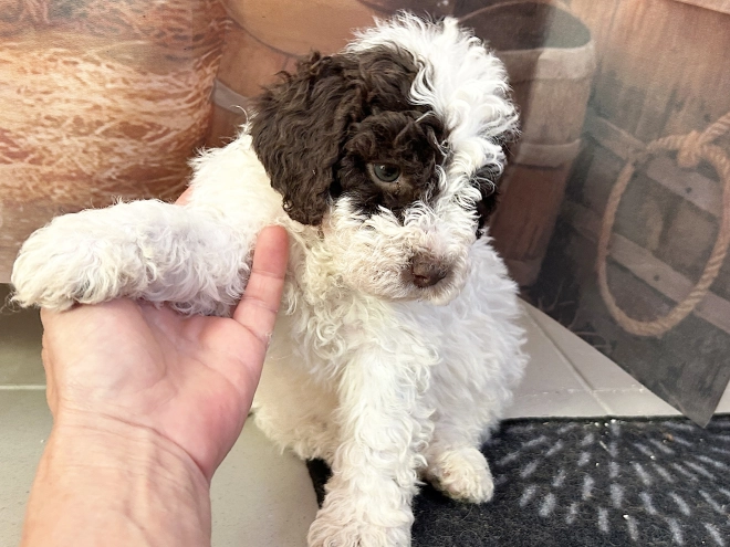 Lagotto Romagnolo puppy for sale