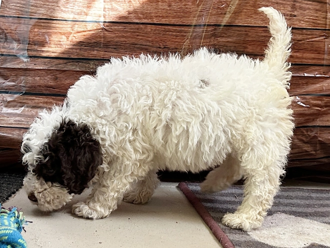 Lagotto Romagnolo puppy for sale