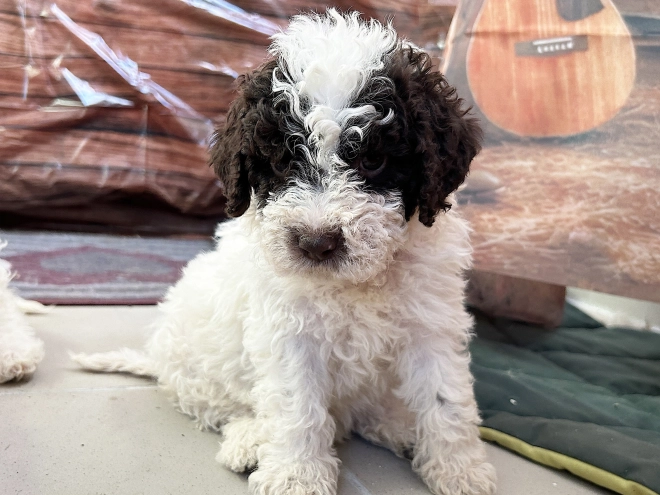 Lagotto Romagnolo puppy for sale