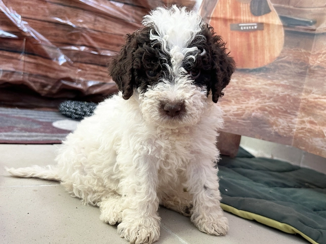 Lagotto Romagnolo puppy for sale