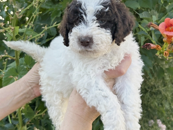 Lagotto Romagnolo puppy for sale