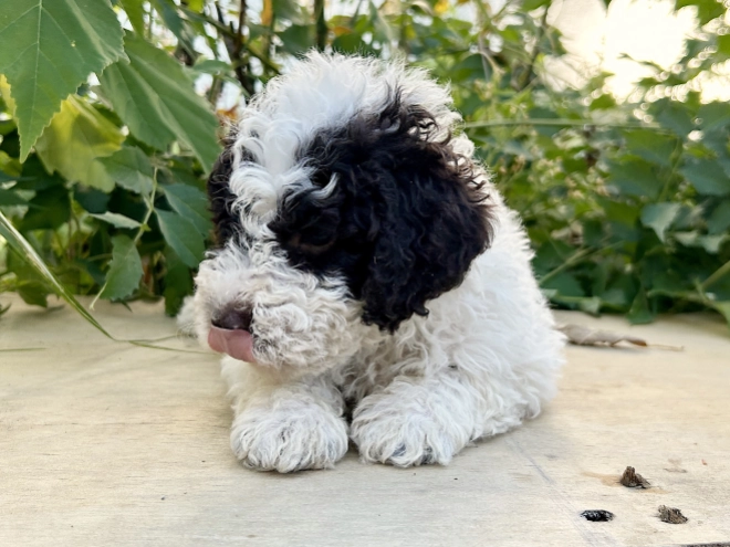 Lagotto Romagnolo puppy for sale