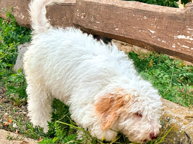 Lagotto Romagnolo puppy for sale