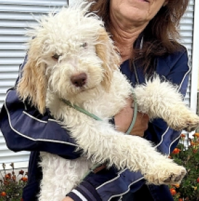 Lagotto Romagnolo puppy for sale