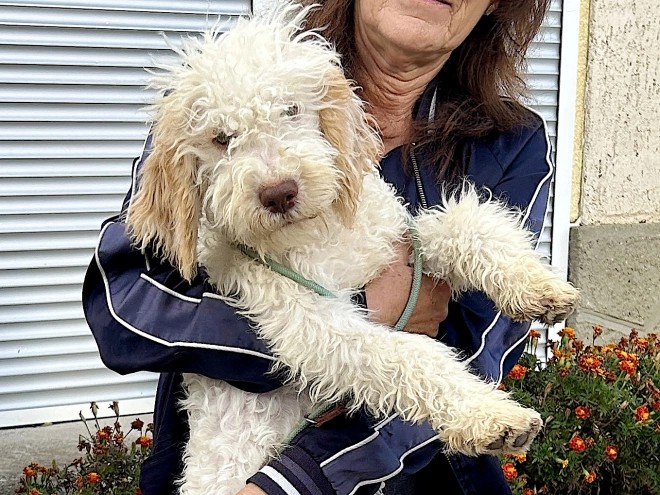 Lagotto Romagnolo puppy for sale
