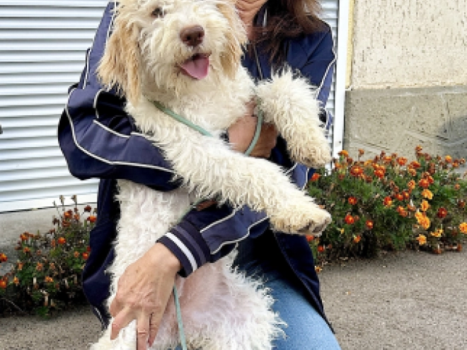Lagotto Romagnolo puppy for sale