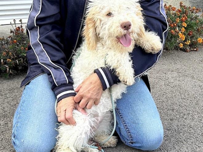 Lagotto Romagnolo puppy for sale