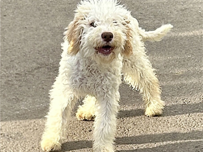 Lagotto Romagnolo puppy for sale