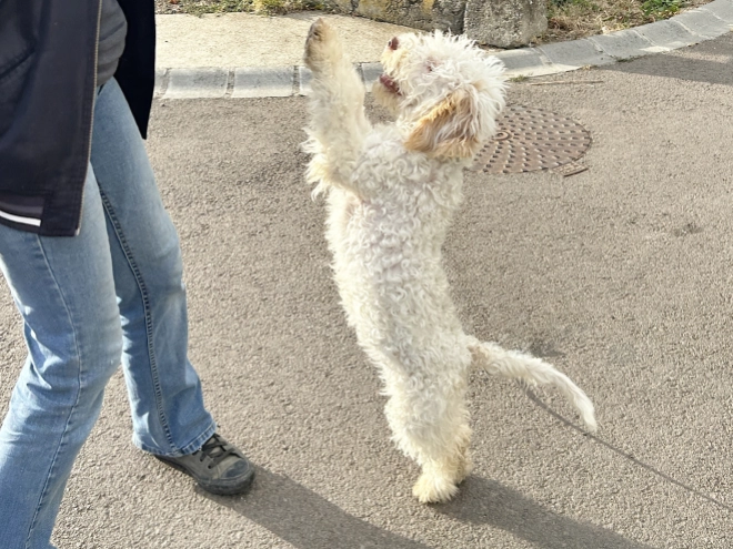 Lagotto Romagnolo puppy for sale