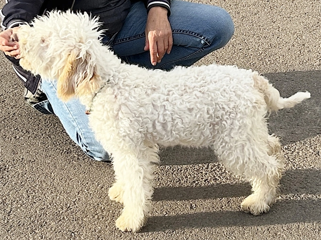 Lagotto Romagnolo puppy for sale