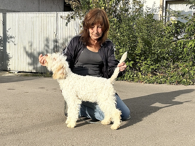 Lagotto Romagnolo puppy for sale