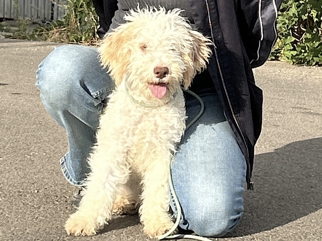 Lagotto Romagnolo puppy for sale