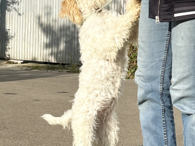 Lagotto Romagnolo puppy for sale