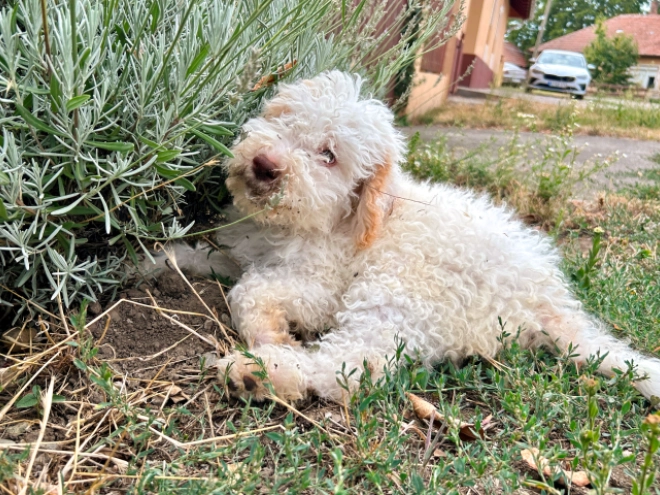 Lagotto Romagnolo puppy for sale
