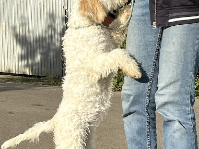 Lagotto Romagnolo puppy for sale