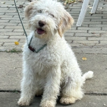Belle Starr, white with markings Lagotto Romagnolo en venta