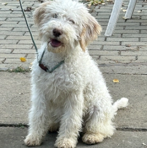 Lagotto Romagnolo puppy for sale