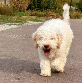 Lagotto Romagnolo puppy for sale