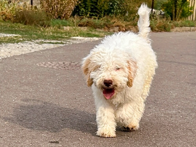 Lagotto Romagnolo puppy for sale