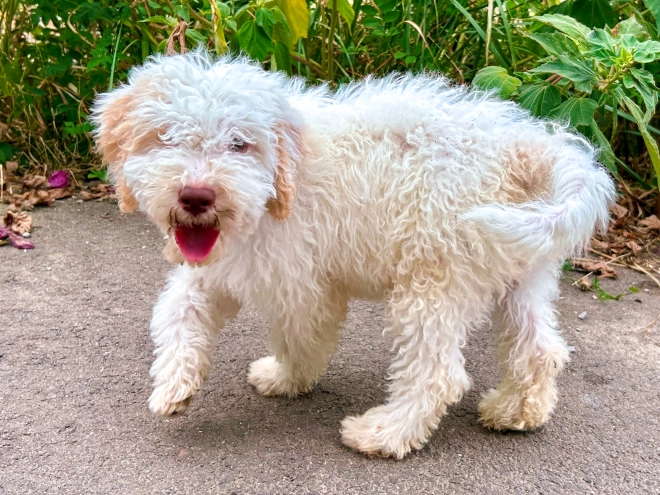 Lagotto Romagnolo puppy for sale