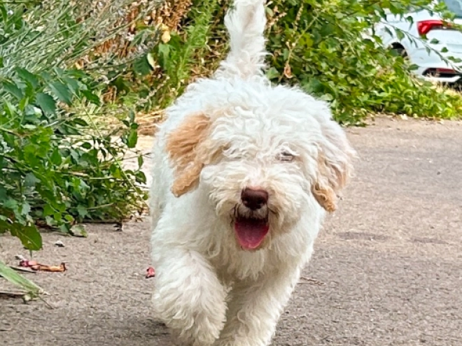 Lagotto Romagnolo puppy for sale