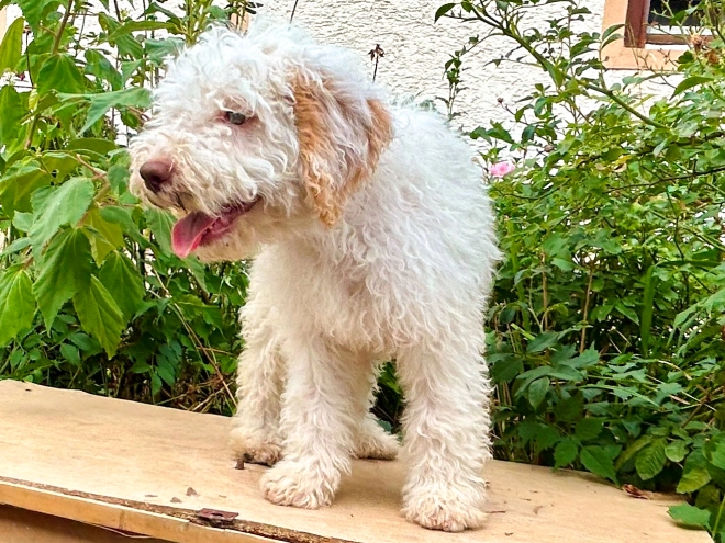 Lagotto Romagnolo puppy for sale