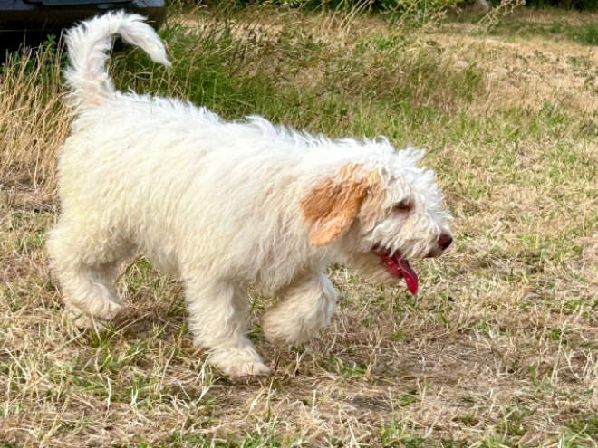 Lagotto Romagnolo puppy for sale