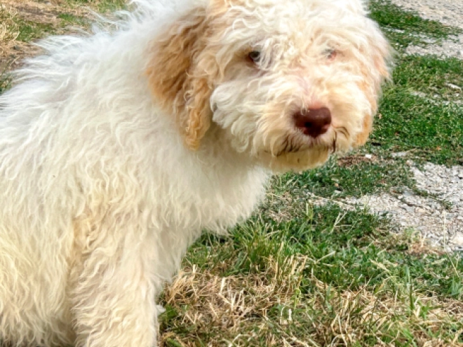 Lagotto Romagnolo puppy for sale